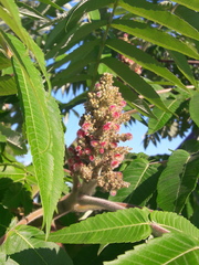 Rhus