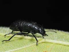 Derosphaerus sinensis