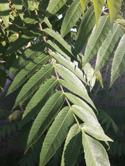 Rhus