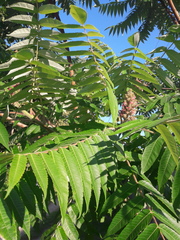 Rhus