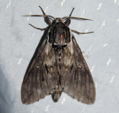 Kentrochrysalis streckeri