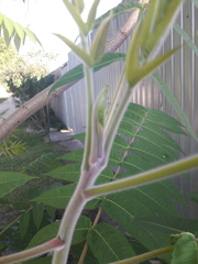 Rhus