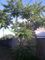 Rhus