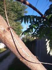 Rhus