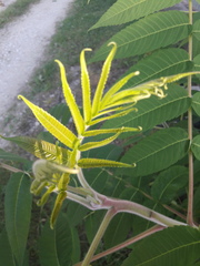 Rhus