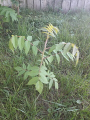 Rhus
