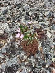 Claytonia acutifolia