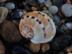 Naticarius alapapilionis