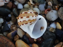 Naticarius alapapilionis