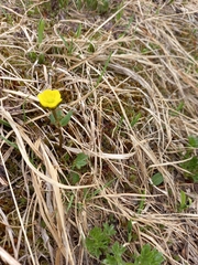 Ranunculus sulphureus