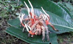 Cordyceps caloceroides