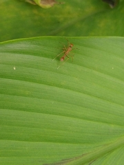 Myrmaplata plataleoides