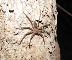 Heteropoda renibulbis