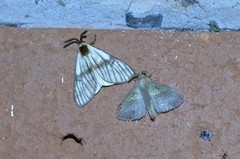 Anaphe venata