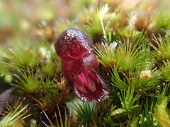 Corybas unguiculatus
