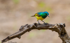 Collared Sunbird photo 3
