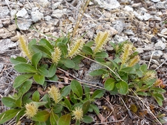 Salix sphenophylla