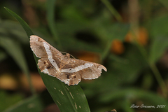 Chiasmia nora