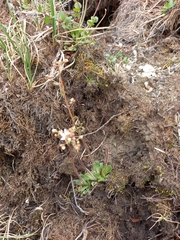 Micranthes redofskyi