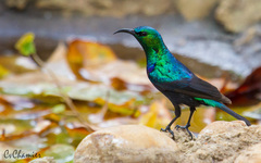 Cinnyris bifasciatus