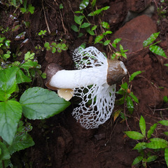 Phallus atrovolvatus