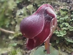 Corybas unguiculatus