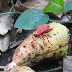 Probergrothius nigricornis