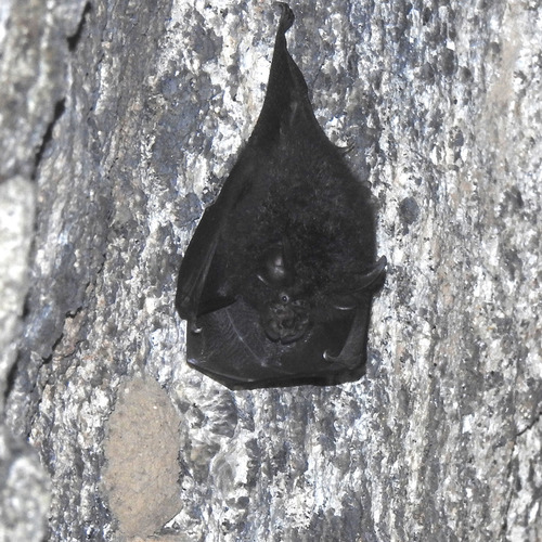 Beddome's Woolly Horseshoe Bat