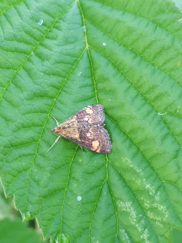 Pyrausta aurata