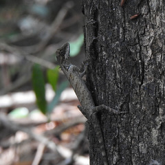 Monilesaurus ellioti