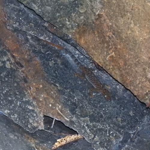 Slender Day Gecko, Cnemaspis gracilis