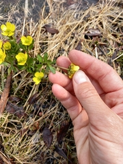 Ranunculus sulphureus