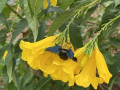 Xylocopa minor