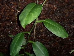 Pothos scandens