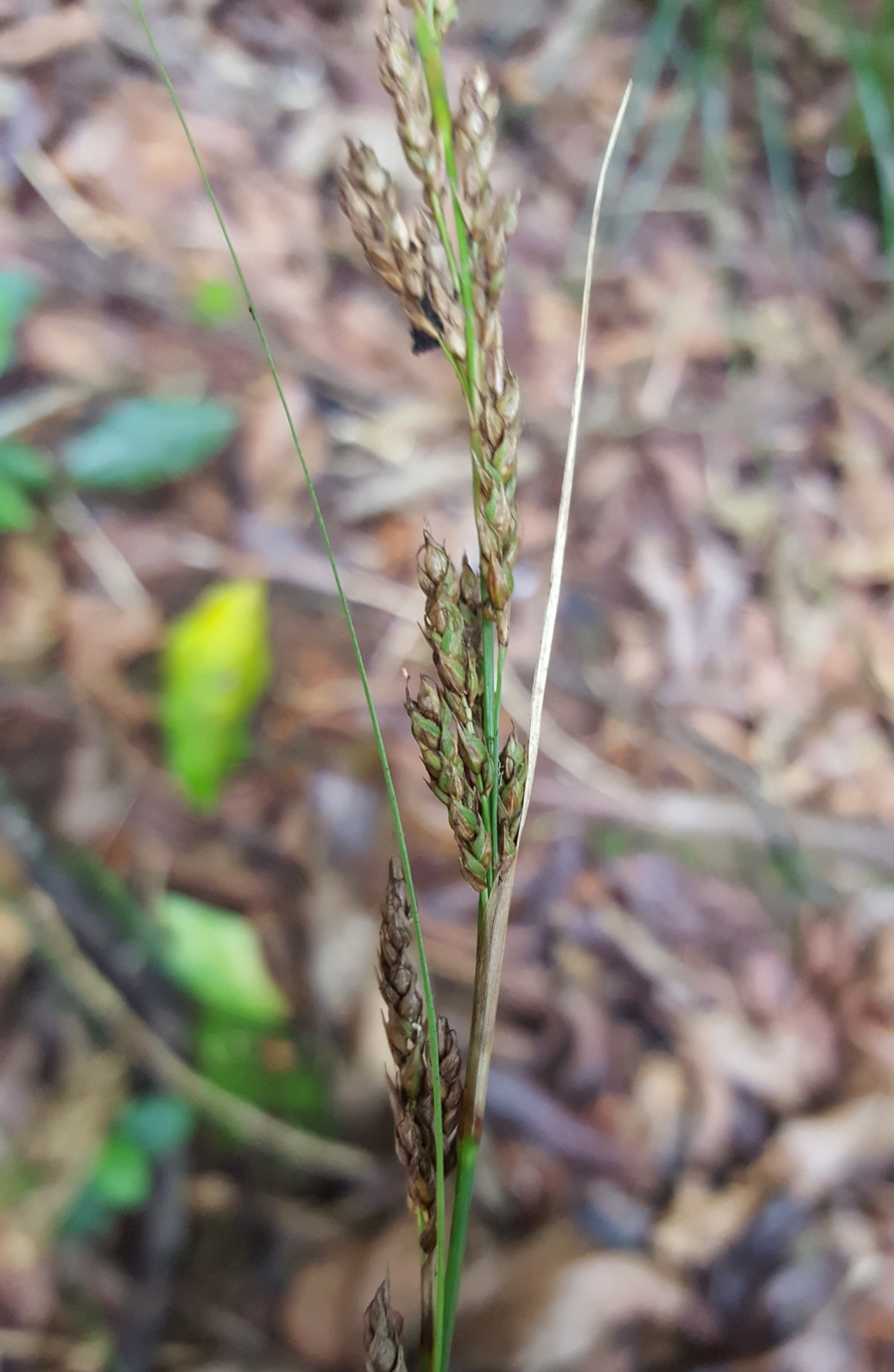 (c) François Rousseu, certains droits réservés (CC BY-NC) https://www.inaturalist.org/observations/85882155