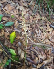 Carex brunnea