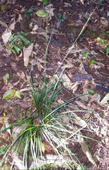 Carex brunnea