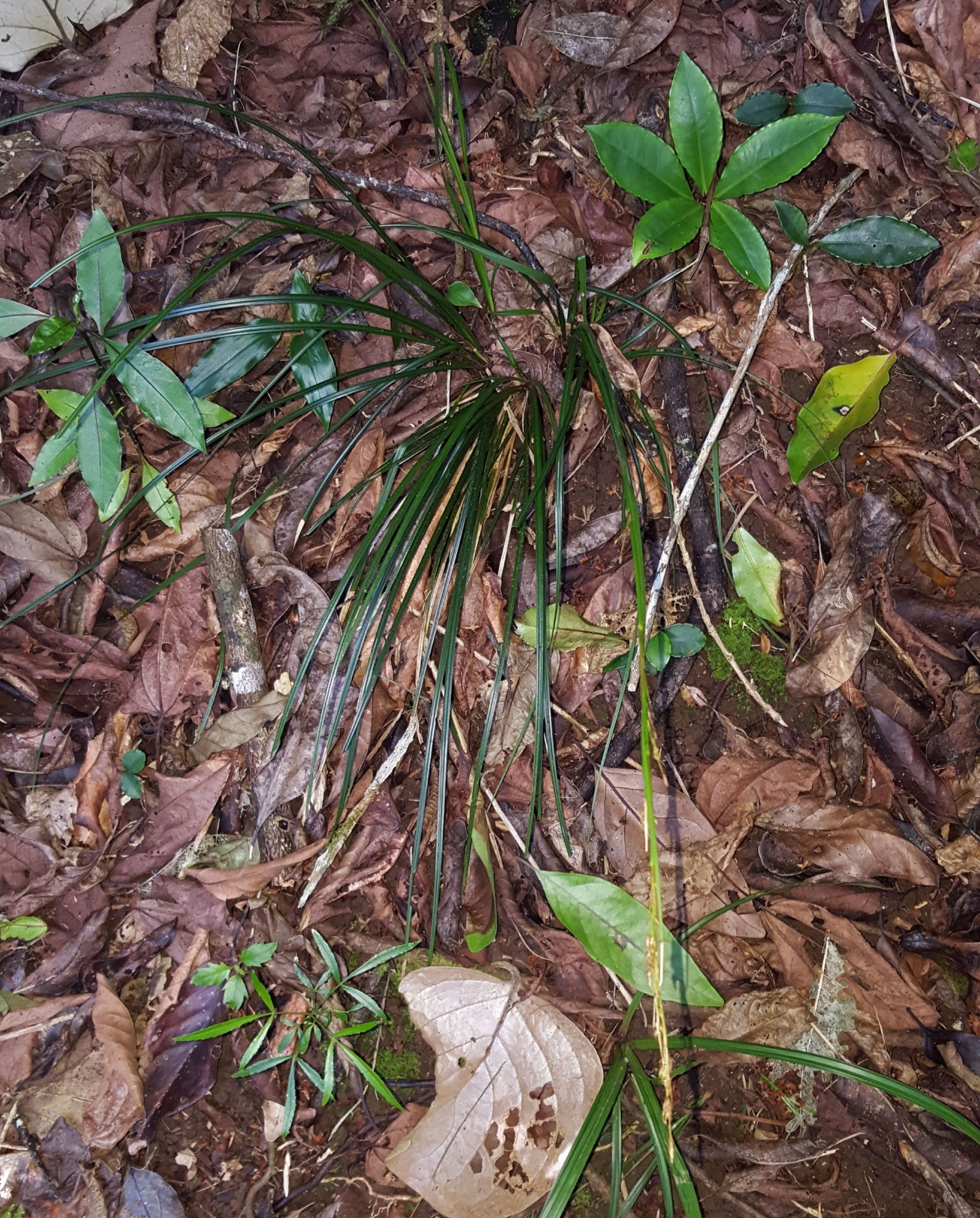 (c) François Rousseu, certains droits réservés (CC BY-NC) https://www.inaturalist.org/observations/85882155