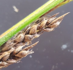 Carex brunnea