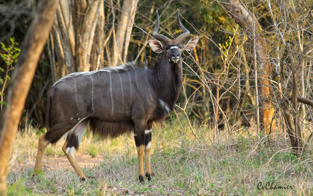 Nyala