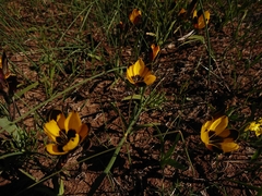 Hesperantha vaginata