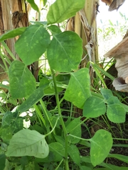 Magnoliopsida