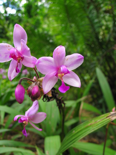 Orquídea Terrestre Filipina (Spathoglottis plicata) · NaturaLista Mexico