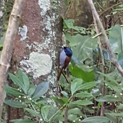 Terpsiphone bourbonnensis