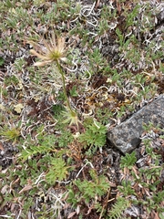Pulsatilla ajanensis