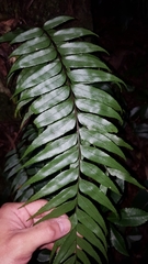 Asplenium nitens
