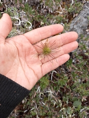Pulsatilla ajanensis
