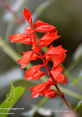 Salvia splendens