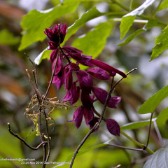 Salvia splendens