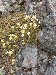 Saxifraga bronchialis funstonii